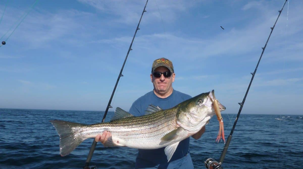 Striped Bass Fishing Trips Cape Cod - Jail Break Fishing Charters