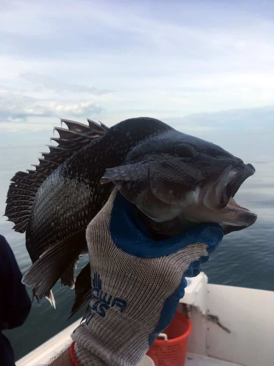 Big J and GetBentTV Catch Blue Fish for Cooking at Cape Cod, MA