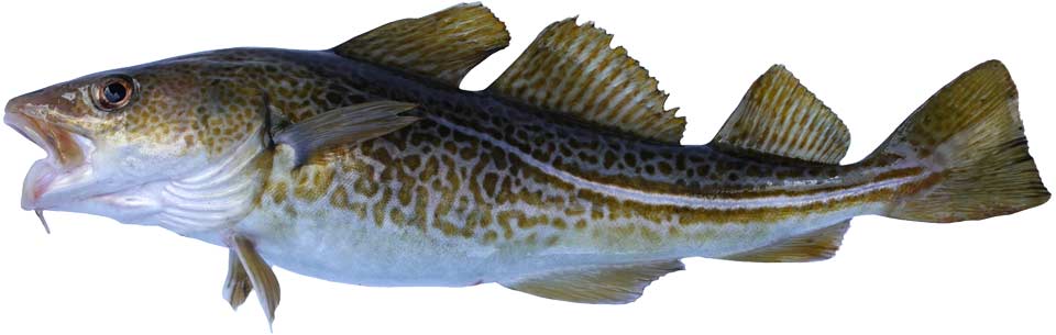 An isolated image of a cod of greenish hue